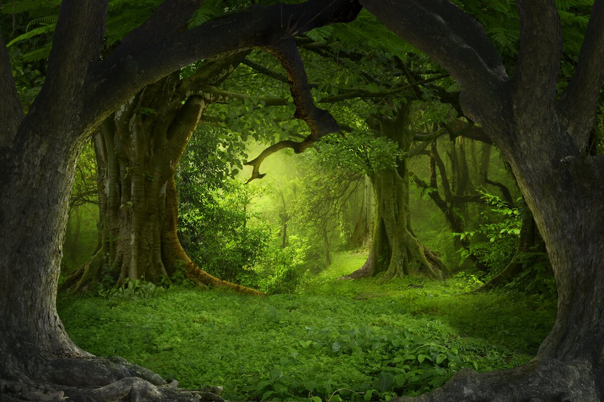 Papier peint forêt verte de conte de fées