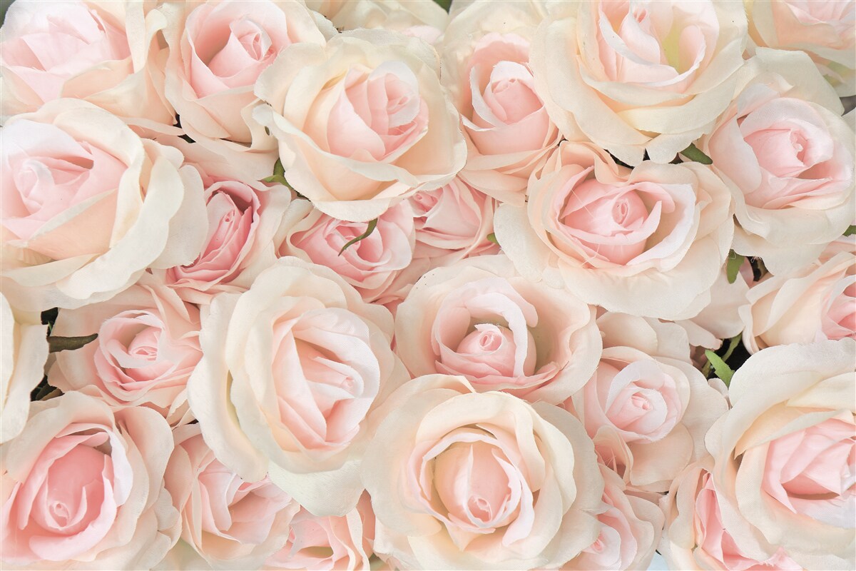 Papier peint de nombreuses roses roses délicates