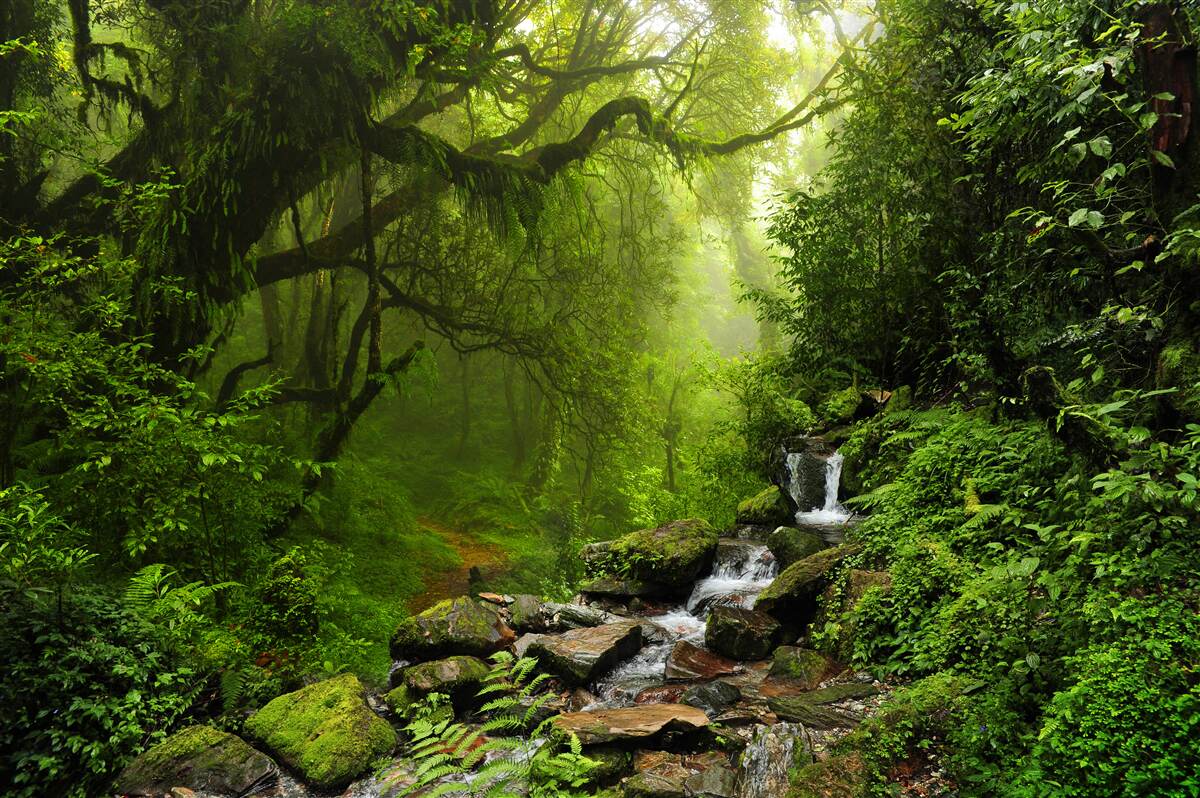 Papier peint cascades au milieu d'arbres verdoyants