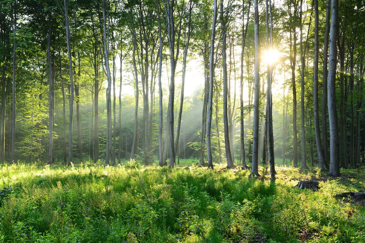 Papier peint un endroit dans la nature avec vue sur le soleil du matin dans la forêt