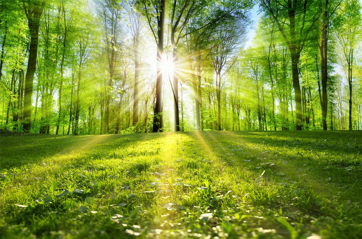 Papier peint le soleil se lève dans les fourrés verts de la forêt