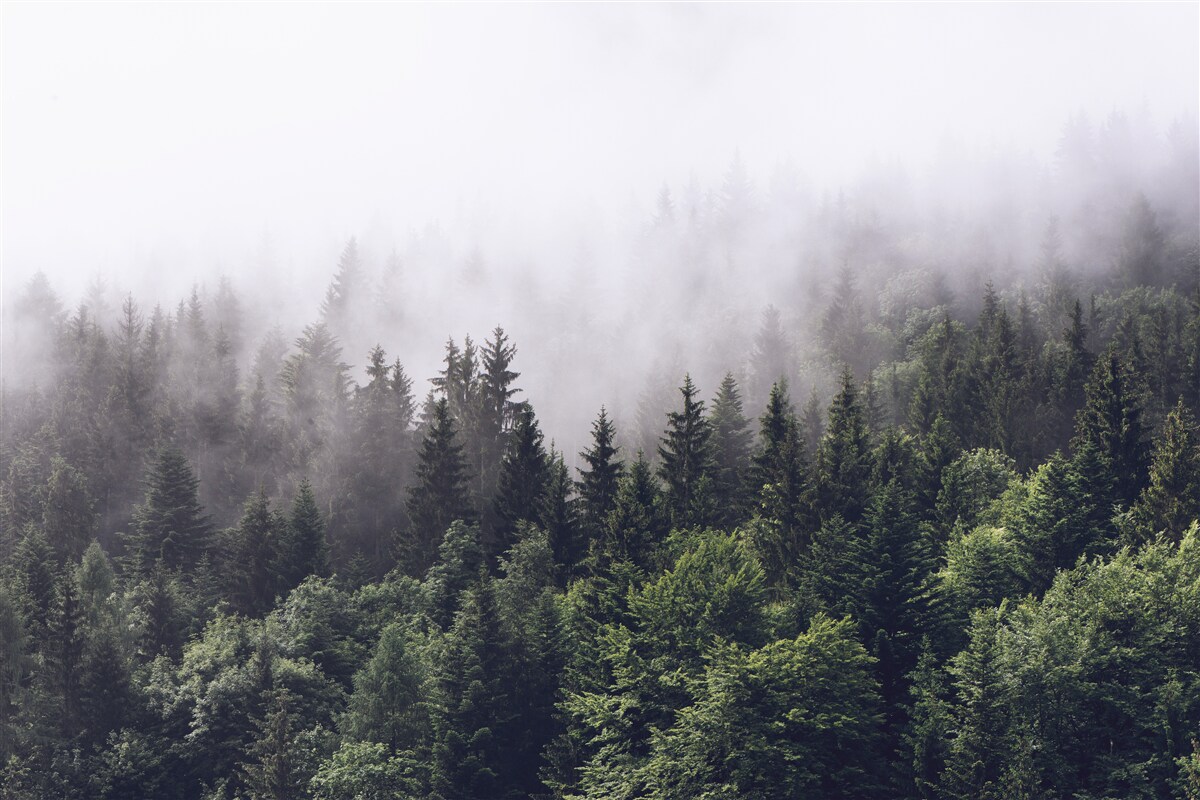 Papier peint vue panoramique à vol d'oiseau de la forêt brumeuse