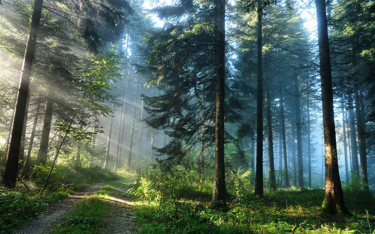 Papier peint Un chemin dans une forêt brumeuse
