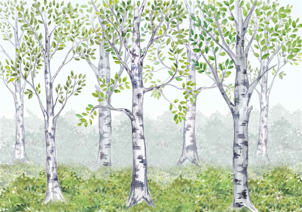 Papier peint forêt de bouleaux