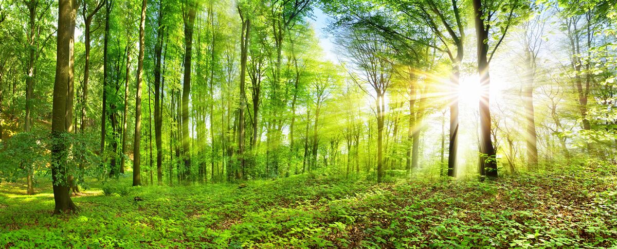 Papier peint L'aube dans une forêt où règnent les feuilles vertes
