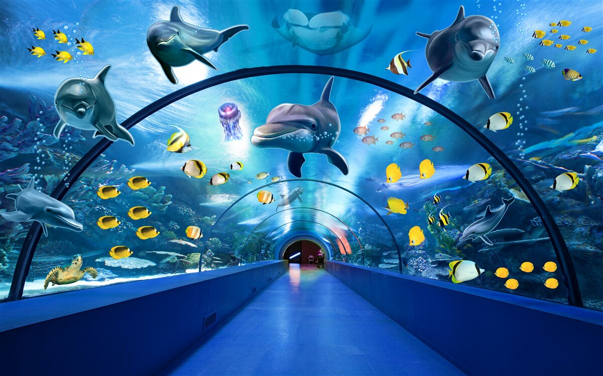 Papier peint il y a des dauphins et des poissons dans l'aquarium