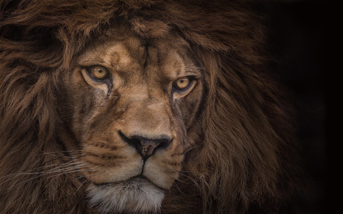 Papier peint le regard furtif de l'adulte roi des animaux