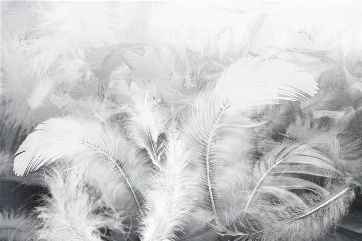 Papier peint les plumes, comme les feuilles des plantes, sont brillantes