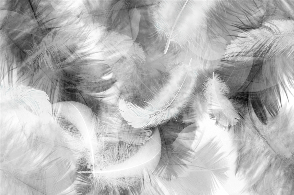 Papier peint des plumes noires et blanches flottent dans l'air