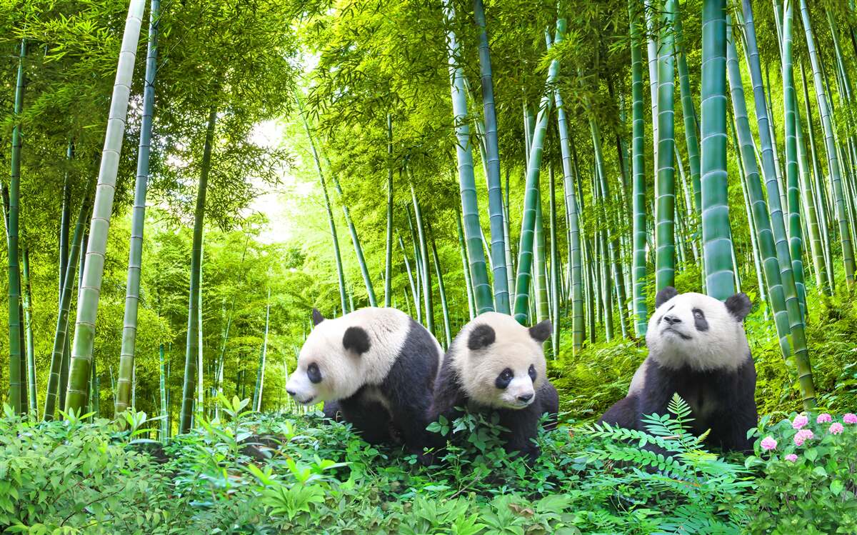 Papier peint une forêt de bambous peuplée de pandas