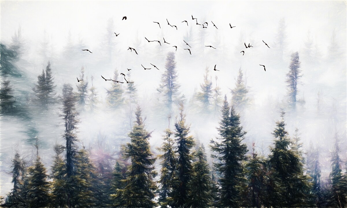Papier peint Les résidents à plumes planent au-dessus d'une mystérieuse forêt de pins entourée de brume.