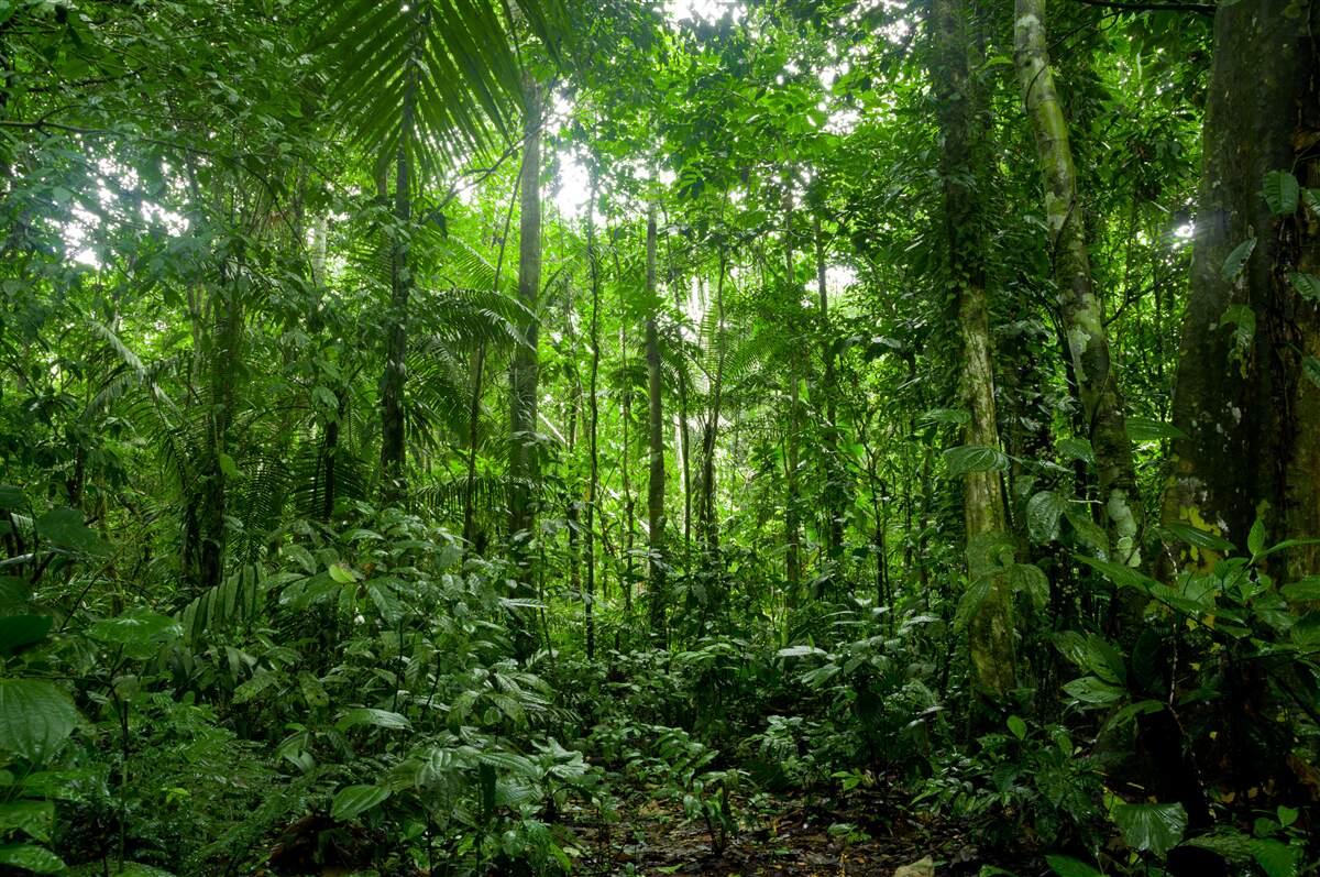 Papier peint paysage de forêt tropicale, amazonie
