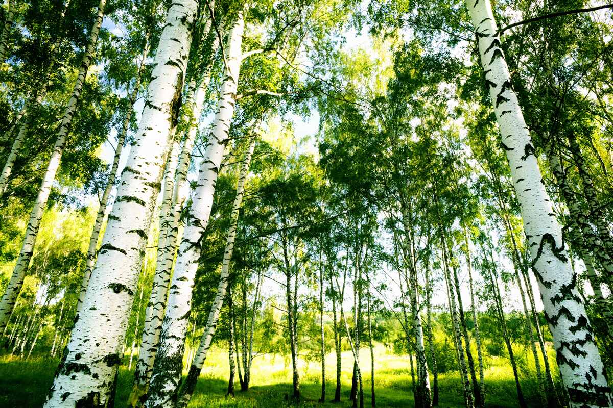 Papier peint forêt de bouleaux