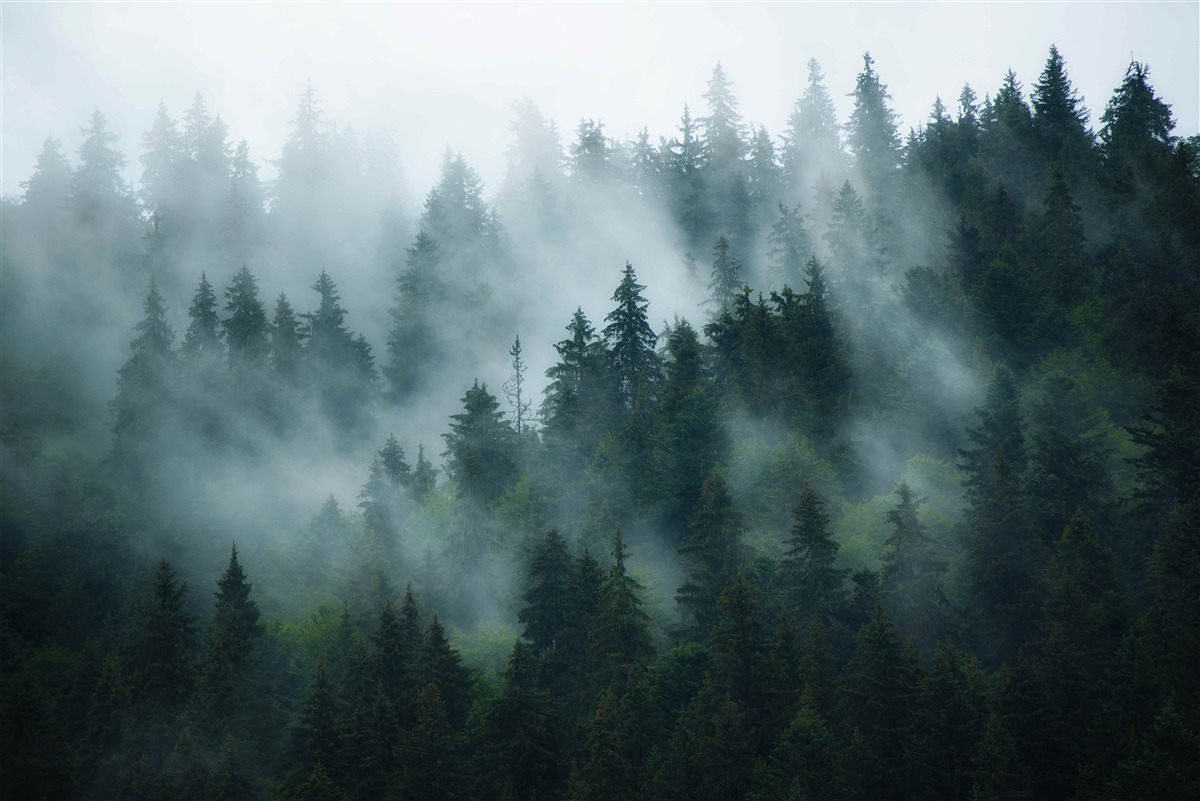 Papier peint le brouillard se cache dans les pins