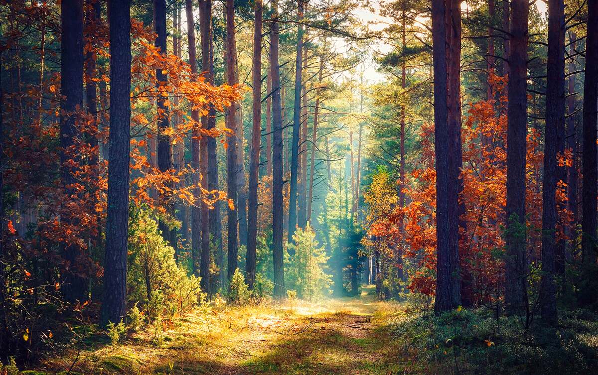 Papier peint dans la forêt en automne