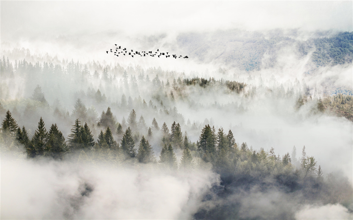 Papier peint montagnes enveloppées de brume