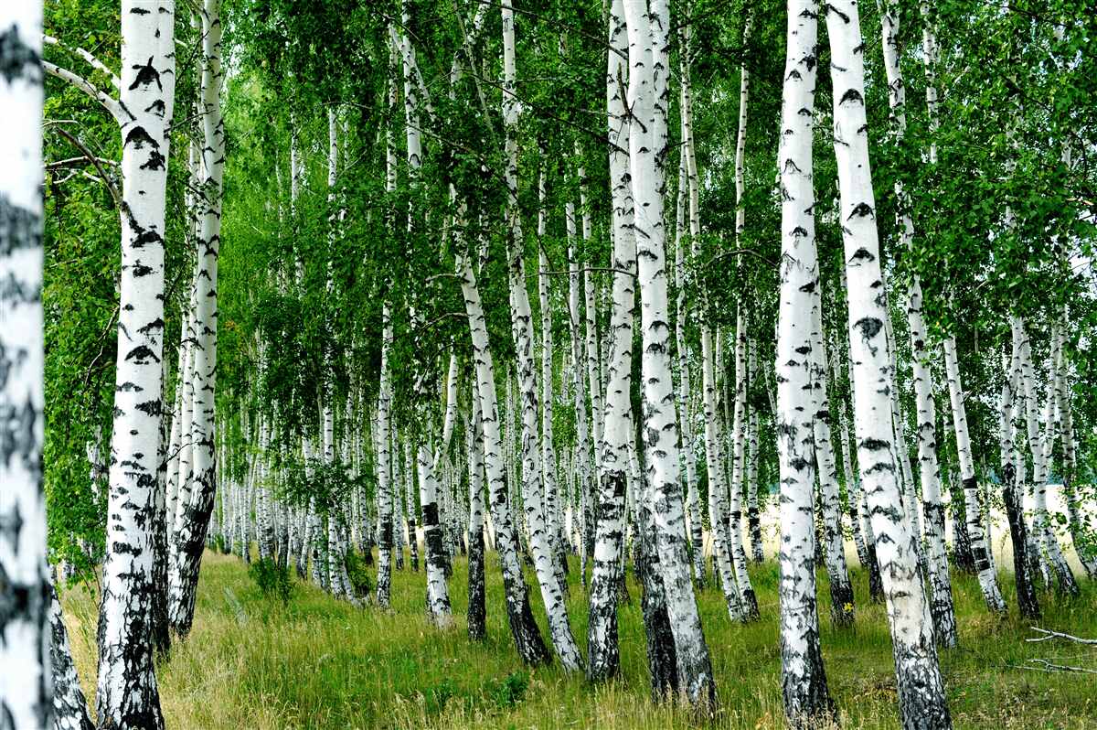 Papier peint birch grove