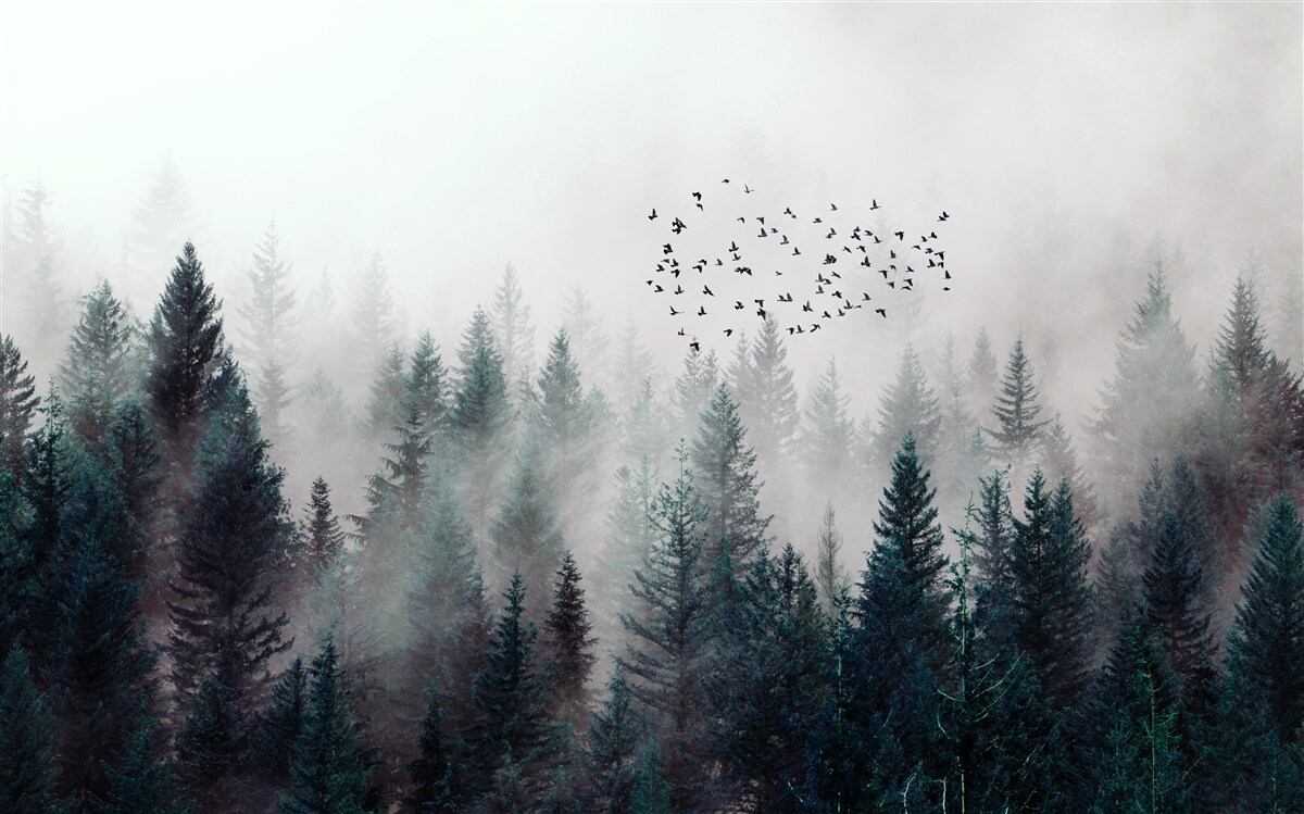 Papier peint oiseaux et arbres de Noël
