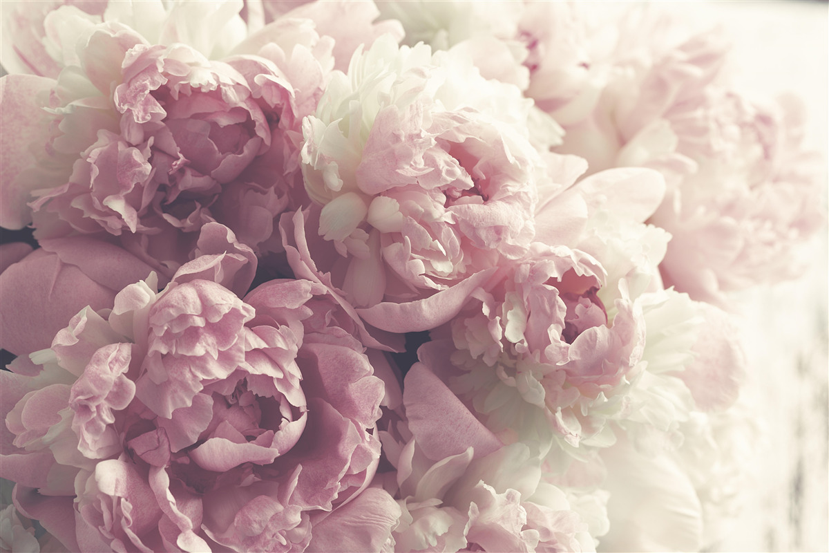 Papier peint pétale de rose en rose
