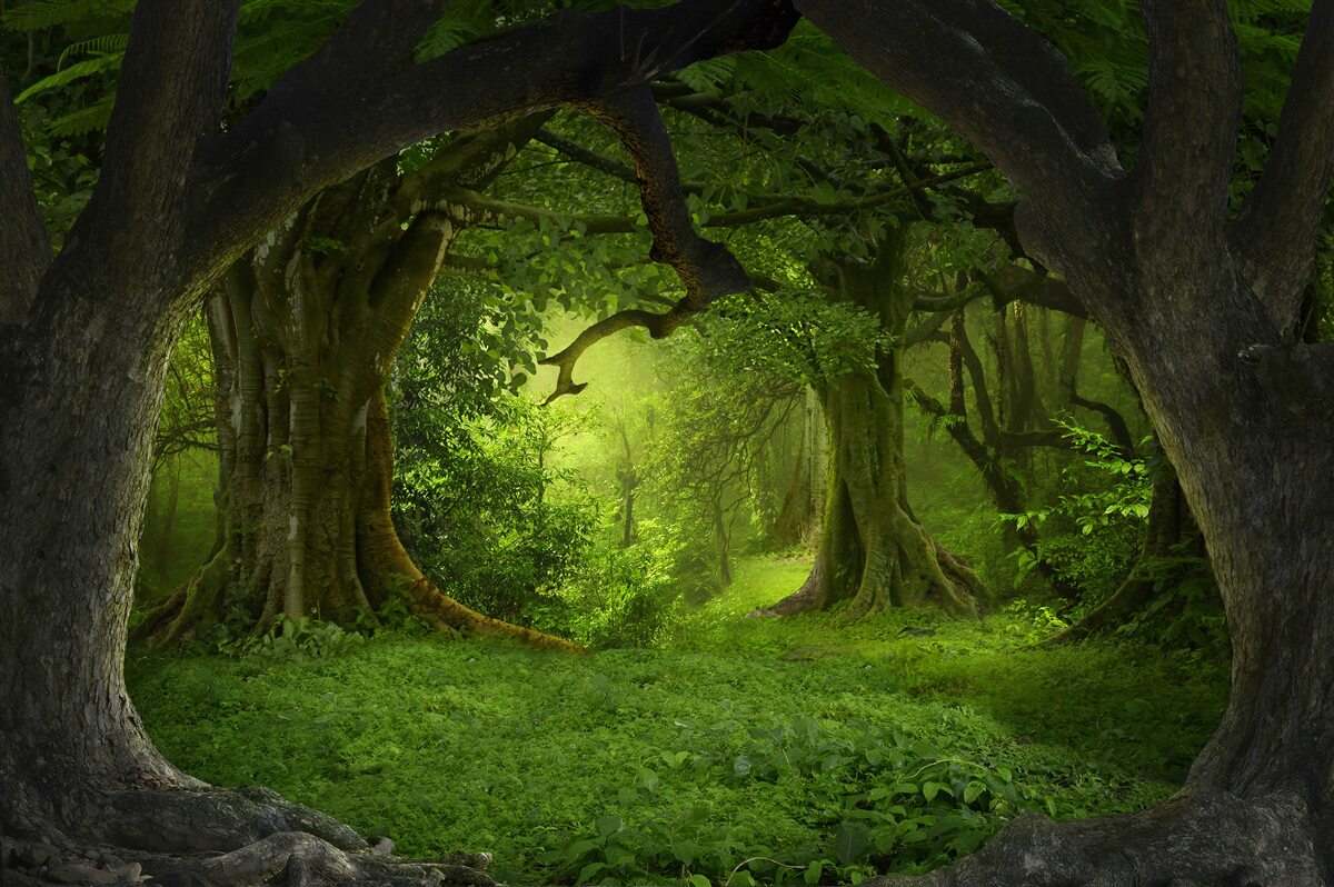 Papier peint une forêt pleine de magie