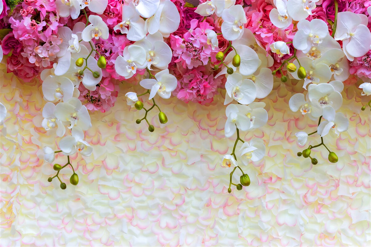 Papier peint de belles orchidées