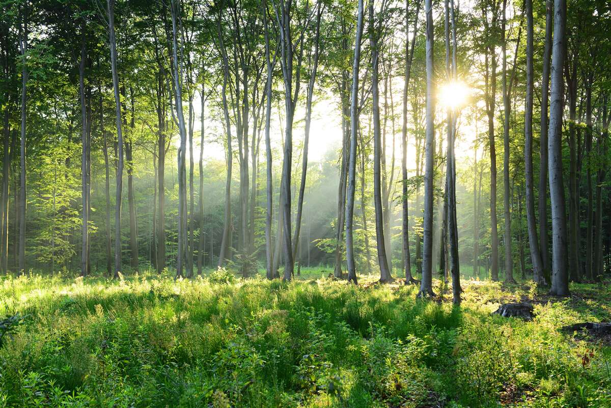 Papier peint une forêt éclairée par le soleil