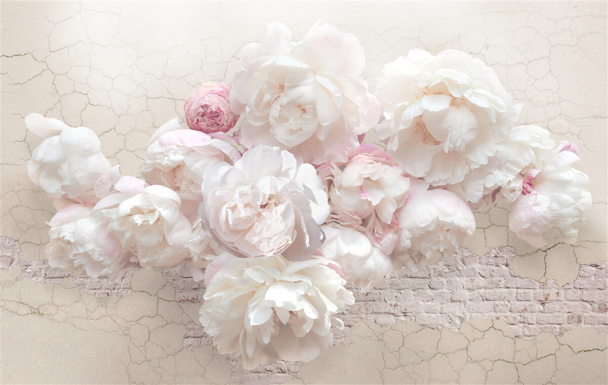 Papier peint Des pivoines blanches comme neige, caressant avec tendresse