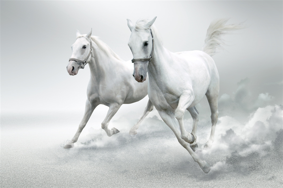Papier peint une paire de chevaux légers