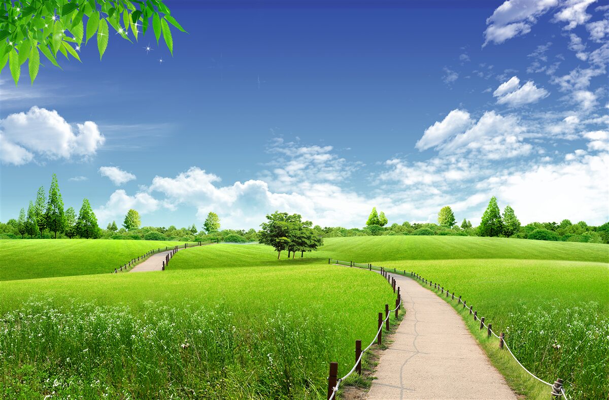 Papier peint chemin le long du champ vert