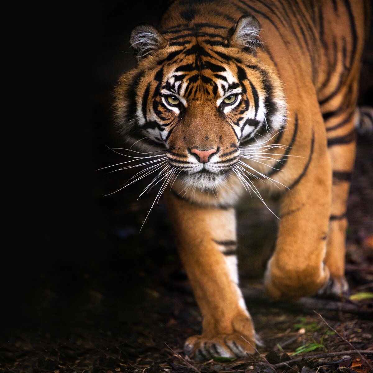 Papier peint le tigre passe inaperçu