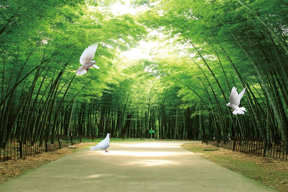 Papier peint forêt dense et verte par une journée ensoleillée
