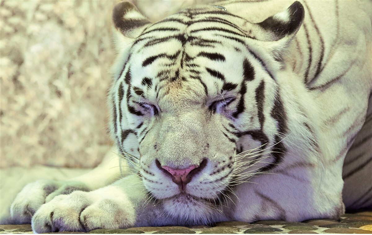 Papier peint tigre blanc dans un état de rêve