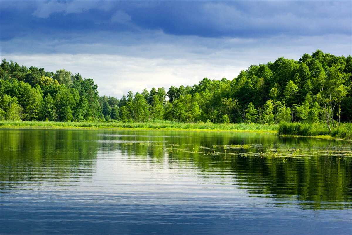 Papier peint une forêt luxuriante d'émeraude près d'un réservoir tranquille