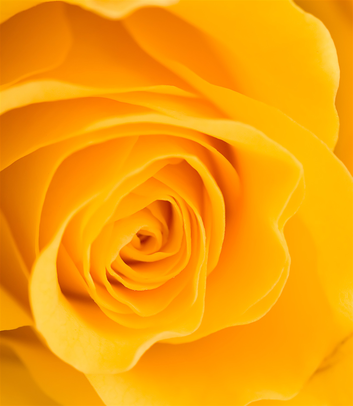 Papier peint fleur de rose jaune luxuriante