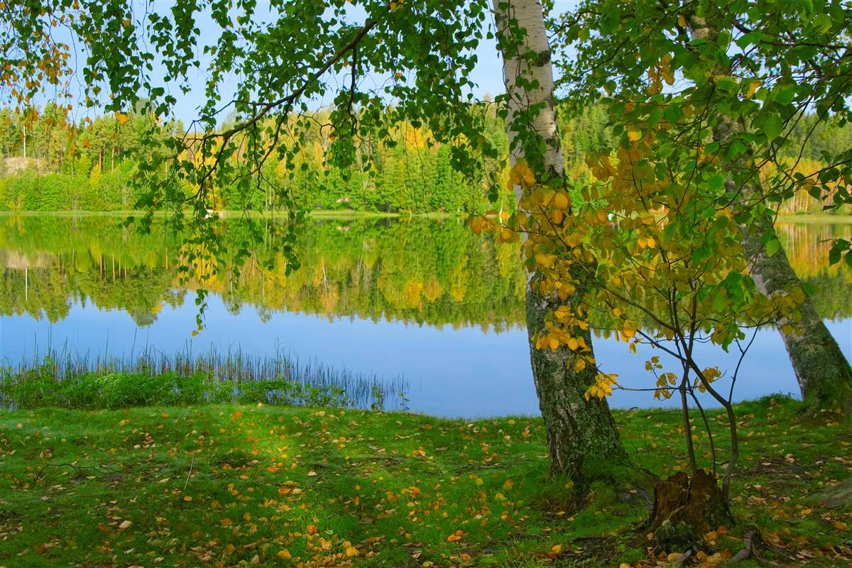 Papier peint reflet de la rivière avec une forêt dense en été
