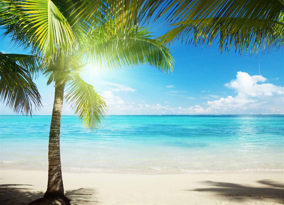 Papier peint plage exotique paisible ornée de palmiers