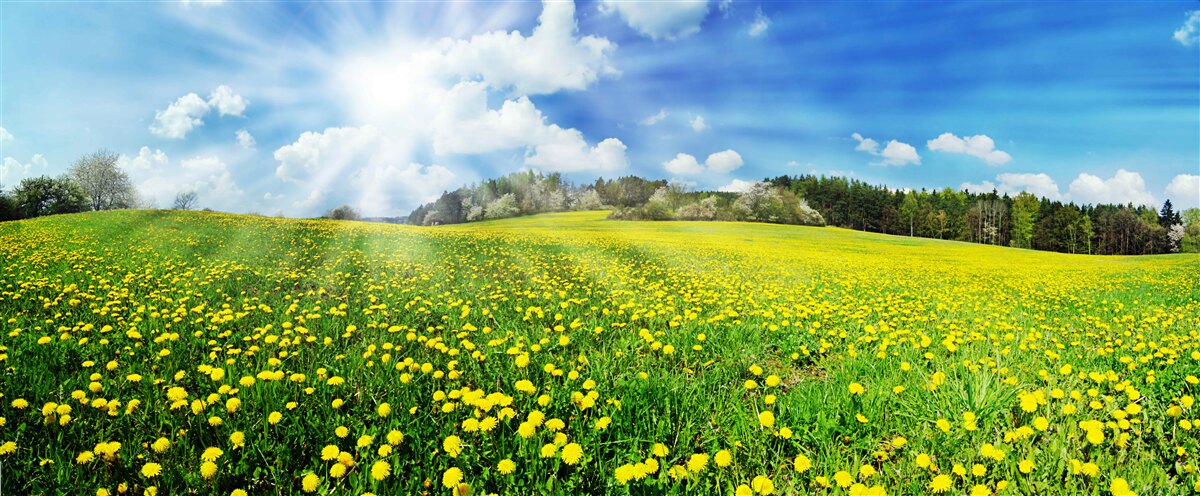 Papier peint la lumière du soleil illumine un champ de tournesols