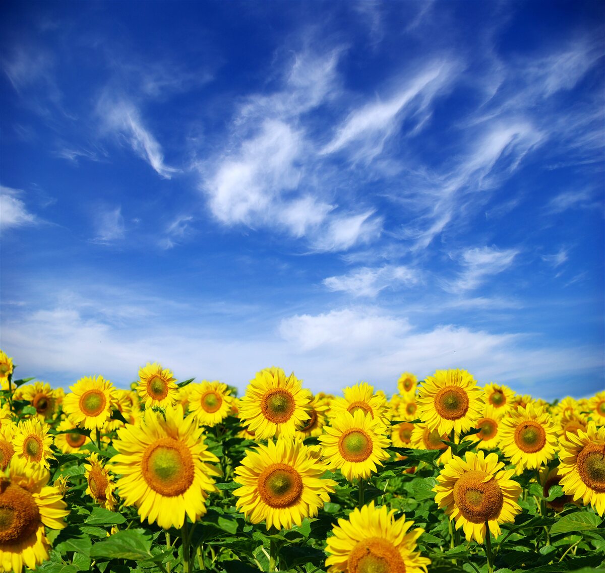Papier peint les tournesols se détachent nettement sur le ciel bleu