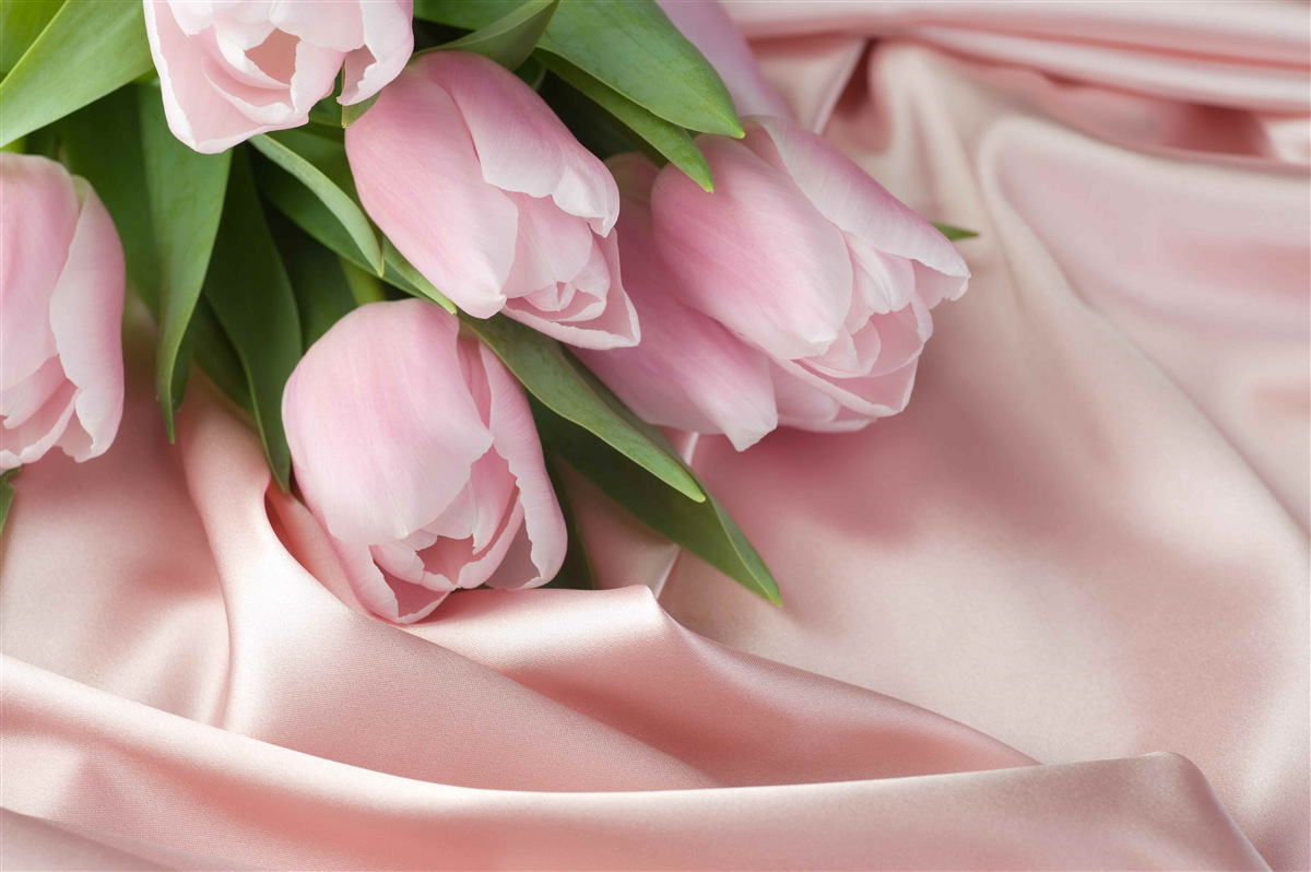 Papier peint soie décorée de délicates tulipes roses