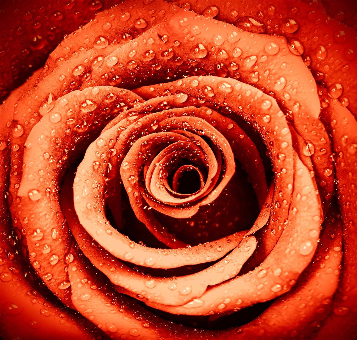 Papier peint gouttes de rosée sur un pétale de rose écarlate