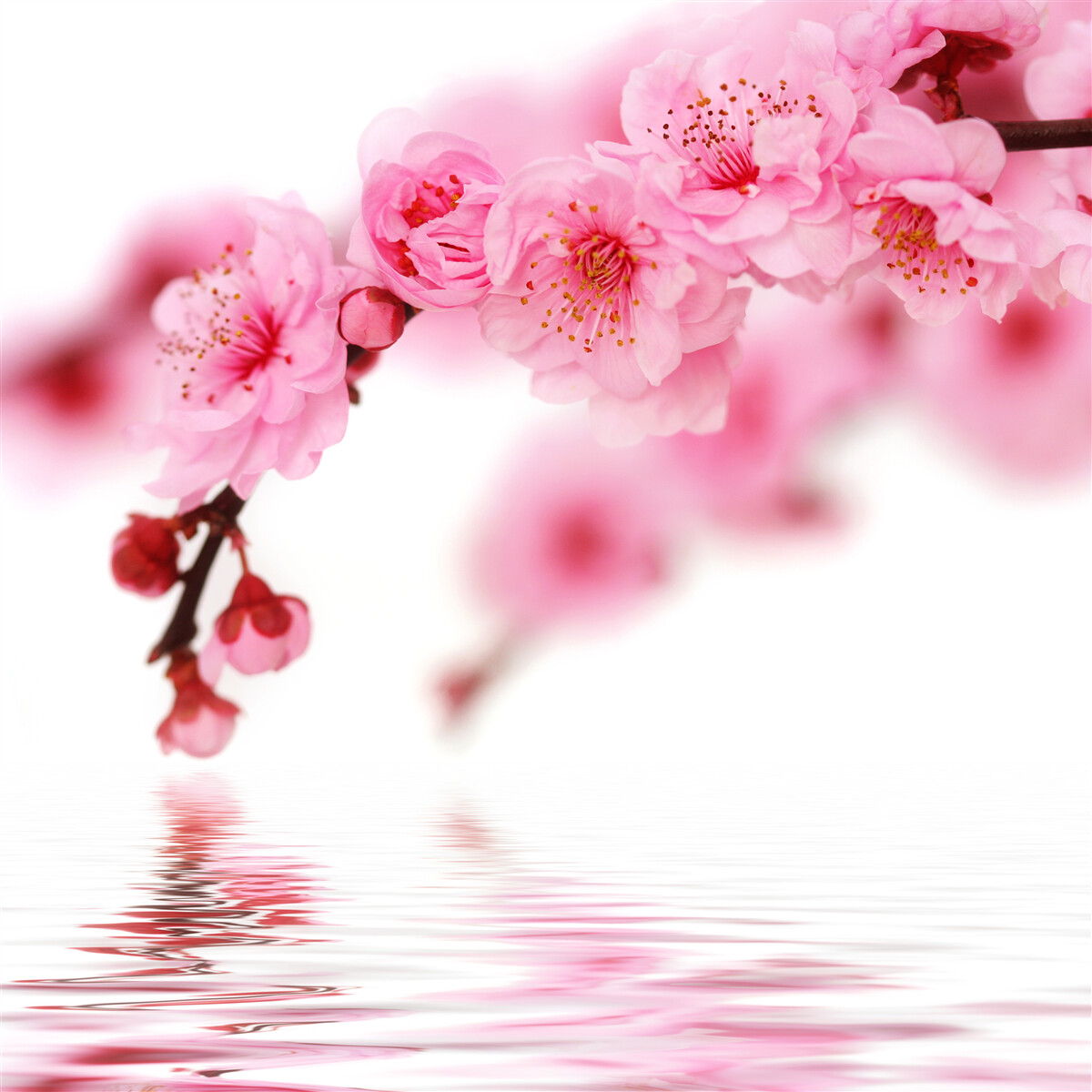 Papier peint La branche rose de sakura se trouve près de l'eau
