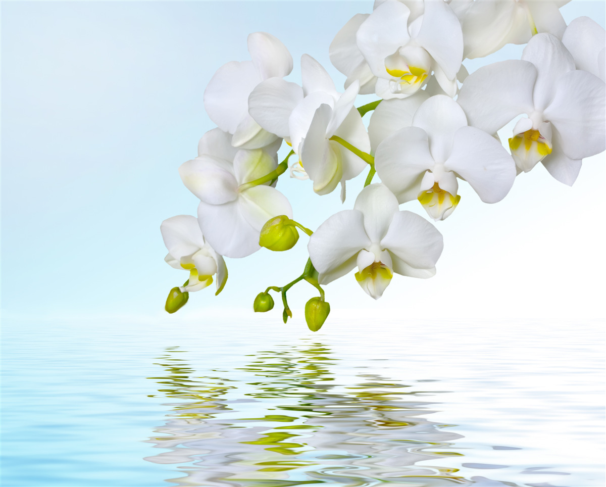 Papier peint branche d'orchidée blanche près d'une eau calme