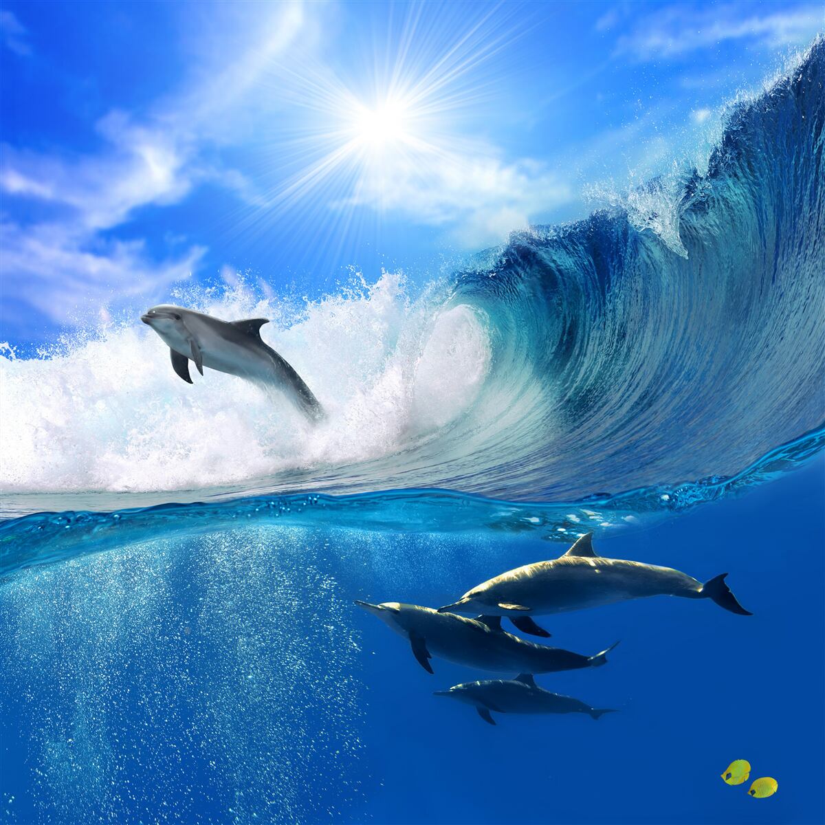 Papier peint les eaux océaniques peuplées de dauphins