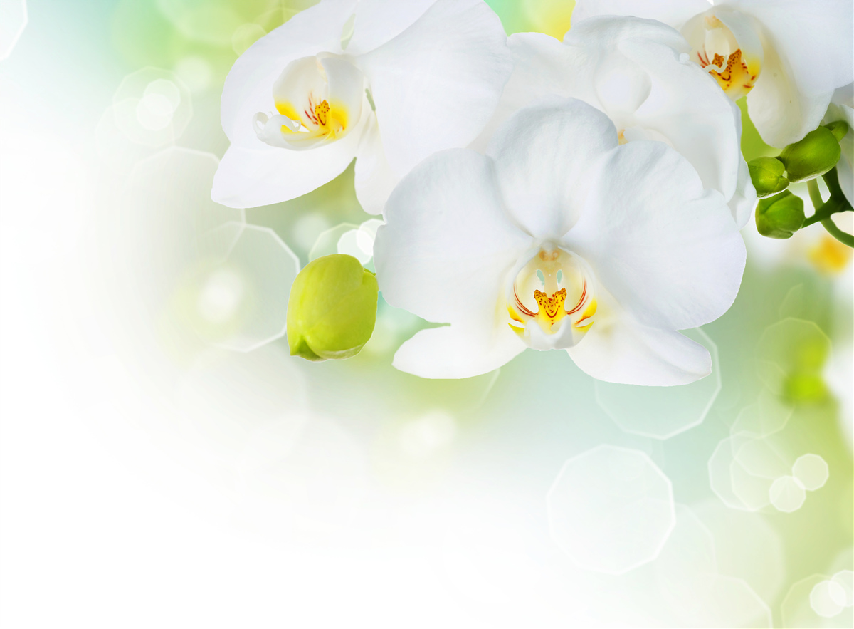 Papier peint l'orchidée blanche flotte au-dessus de l'eau