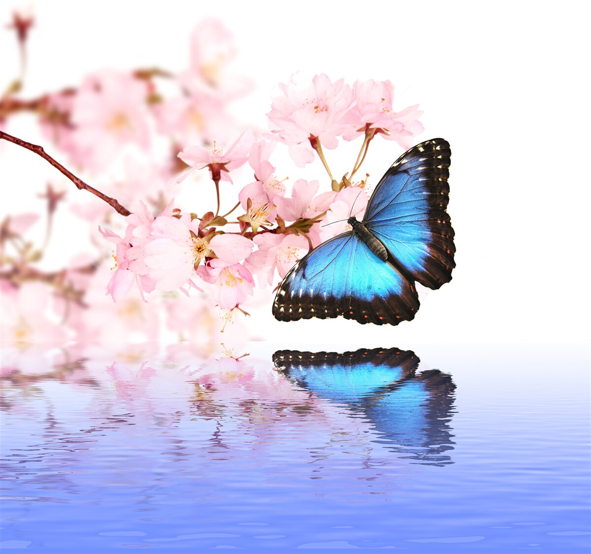 Papier peint un papillon bleu se pose sur un cerisier près de l'eau