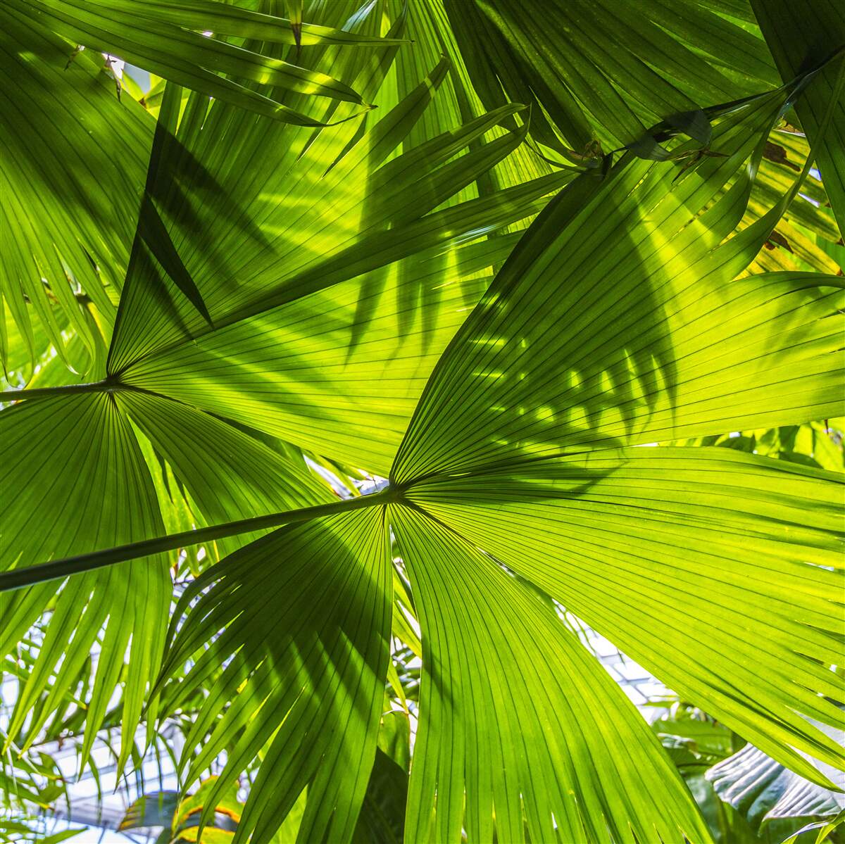 Papier peint le soleil est caché par des feuilles de fougère