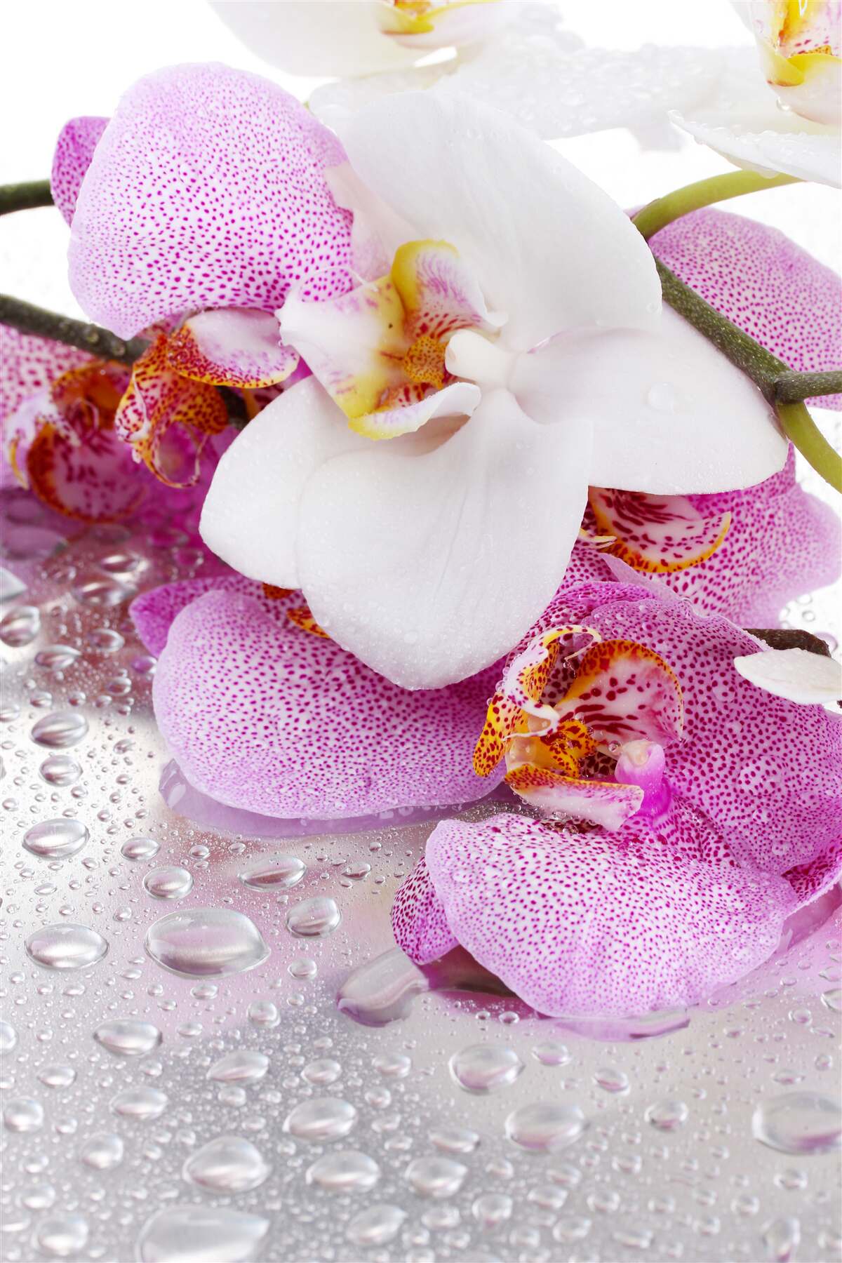 Papier peint orchidées à pétales blancs et roses