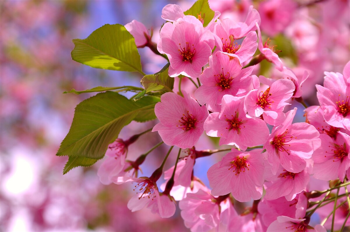 Papier peint de gros bourgeons de sakura fleurissent au printemps
