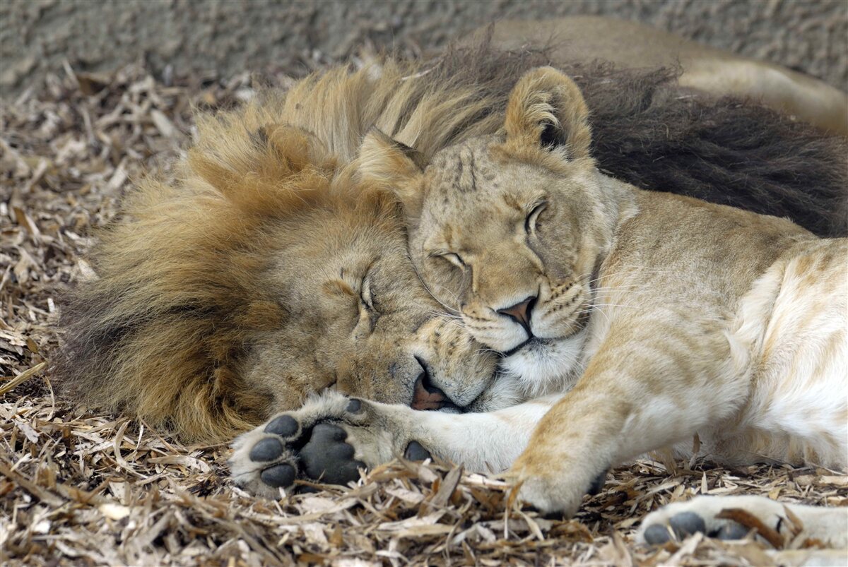 Papier peint lion se reposant à côté d'une tigresse sur des feuilles mortes