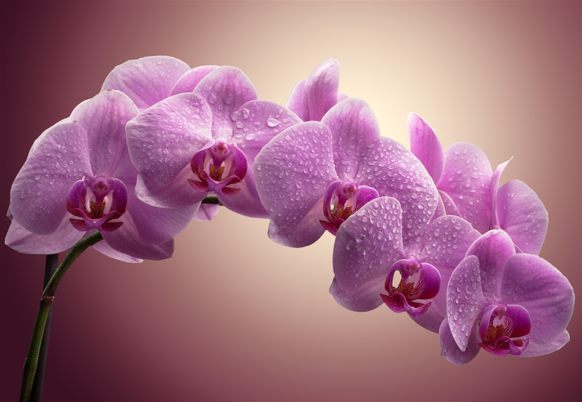 Papier peint branche fleurie d'une orchidée lilas